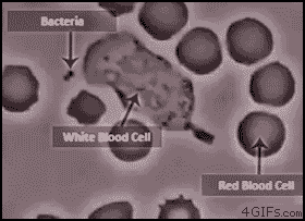 White blood cell attacking bacteria gif