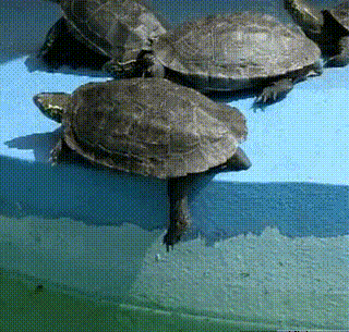 Funny Turtle Sparta gif @PMSLweb.com