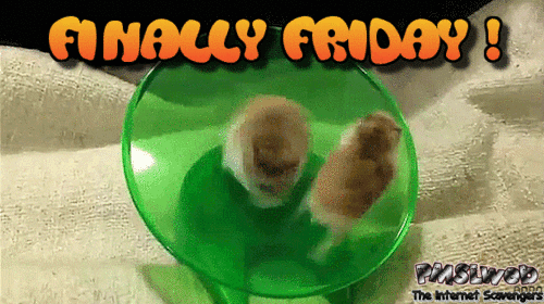Finally Friday Hamster gif @PMSLweb.com