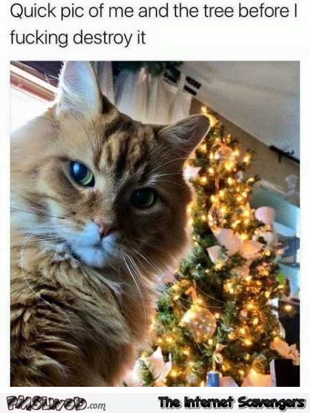 Quick pic before knocking down the Christmas tree funny cat meme @PMSLweb.com