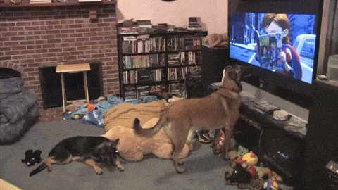 Funny dog gets excited watching bolt gif @PMSLweb.com