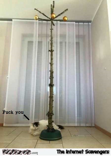 Perfect Christmas tree funny cat meme – Daily funny pics @PMSLweb.com