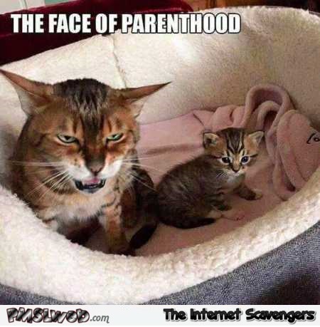 The face of parenthood funny cat meme – Mischievous Hump day sarcasm @PMSLweb.com