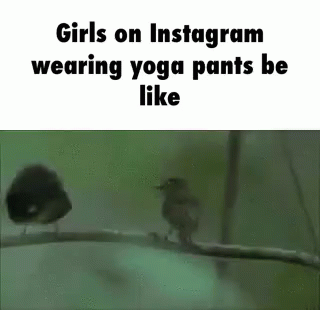Girls on Instagram wearing yoga pants funny gif