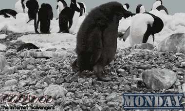 Funny Monday penguin gif - Crazy Monday humor @PMSLweb.com