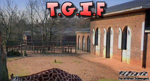 Funny TGIF bitches gif - Funny Friday guff @PMSLweb.com