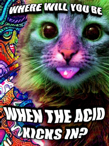 Where will you be when the acid kicks in funny cat gif @PMSLweb.com