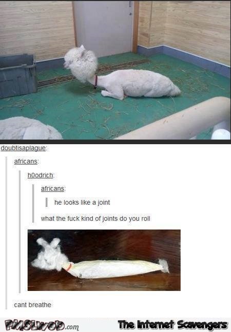 Alpaca looks like a joint funny comment
