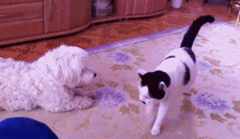 Proof that cats are assholes funny gif @PMSLweb.com