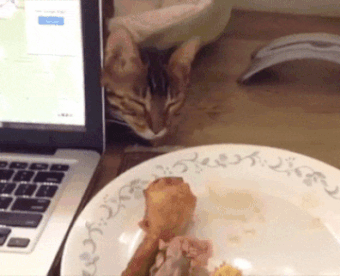 Funny smart kitty trying to steal food gif @PMSLweb.com