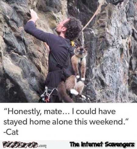I could have stayed home alone this weekend funny cat meme @PMSLweb.com