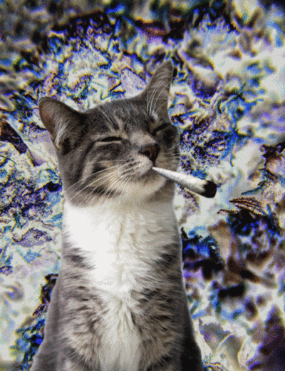 Funny cat smoking week gif – Funny Friday guff @PMSLweb.com