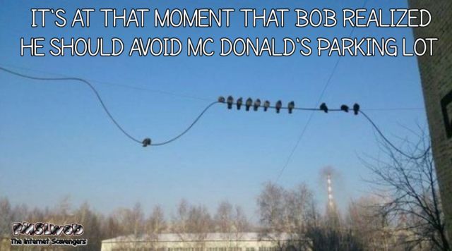  Pigeon realizes he should stay clear from McDonald's parking lot meme @PMSLweb.com