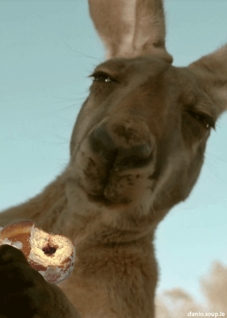 Funny kangaroo eating a doughnut gif