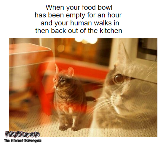 When your food bowl has been empty for an hour cat meme - Hilarious daily pictures @PMSLweb.com