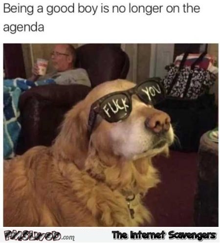 Being a good boy is no longer on the agenda funny dog meme @PMSLweb.com