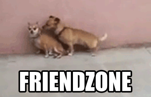 Funny dog friendzone gif @PMSLweb.com