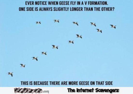 When geese fly in a V formation funny meme