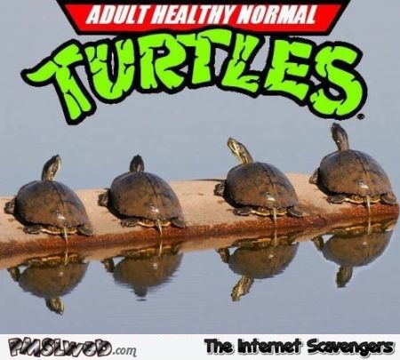 Adult healthy normal Turtles funny meme @PMSLweb.com