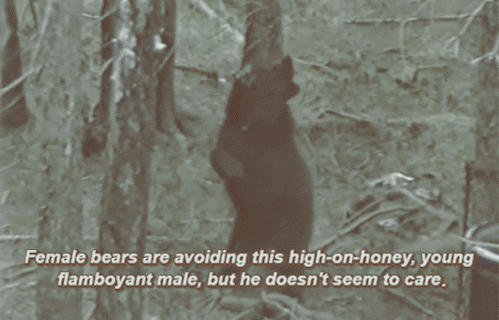 Female bears are avoiding this high on honey male funny gif - Hilarious Tuesday fun @PMSLweb.com