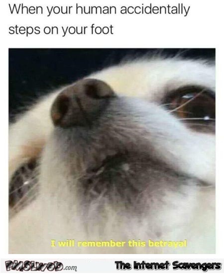 When your human accidentally steps on your foot funny dog meme @PMSLweb.com