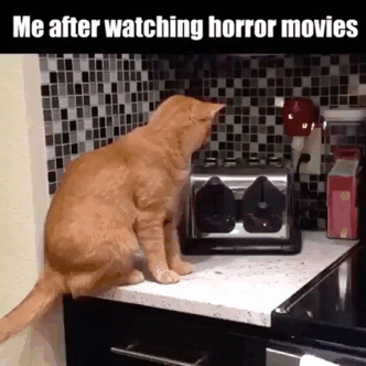 Me after watching horror movies funny cat gif @PMSLweb.com