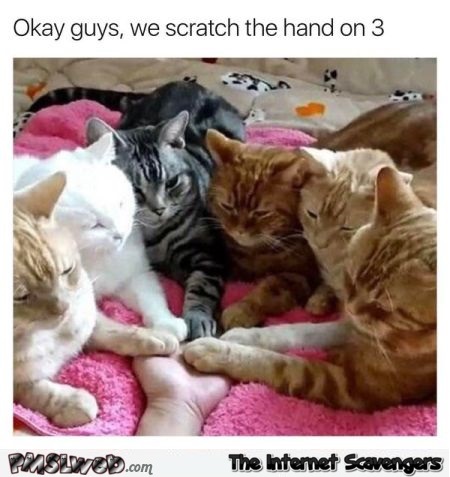 We scratch the hand on 3 funny cat meme @PMSLweb.com