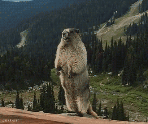Yelling marmot funny sarcastic gif @PMSLweb.com
