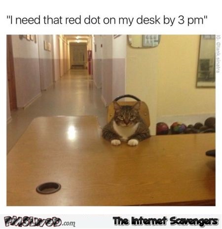 Cat needs red dot on his desk funny meme - Funny meme collection @PMSLweb.com