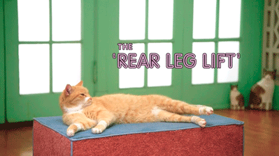 Cat doing rear leg lift funny gif @PMSLweb.com