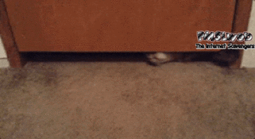 Funny cat slides under the door sarcastic gif @PMSLweb.com