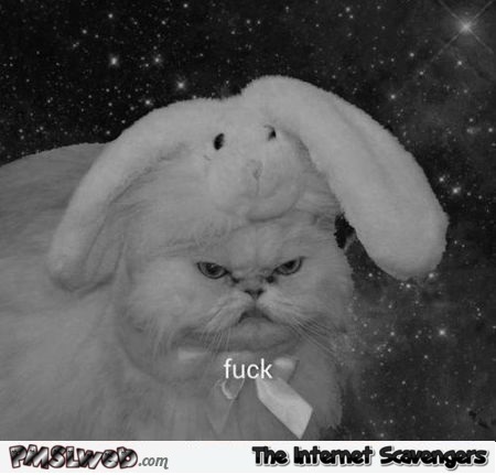 Cat is not amused sarcastic humor @PMSLweb.com
