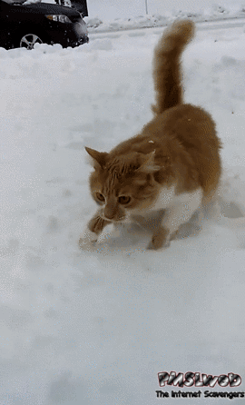 Payback time funny cat and dog in the snow gif @PMSLweb.com