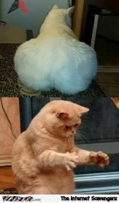 Dat ass cat edition funny meme