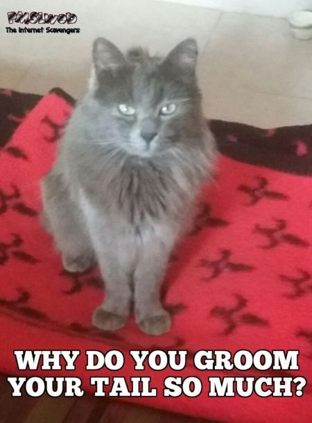 Why do you groom your tail so much funny cat meme @PMSLweb.com