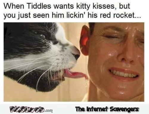 When Tiddles wants kitty kisses funny meme @PMSLweb.com