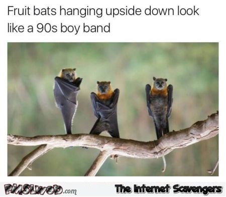 Bats hanging upside down look like a 90s band funny meme @PMSLweb.com