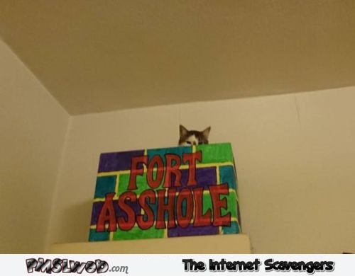 Cat in his asshole fort funny picture @PMSLweb.com