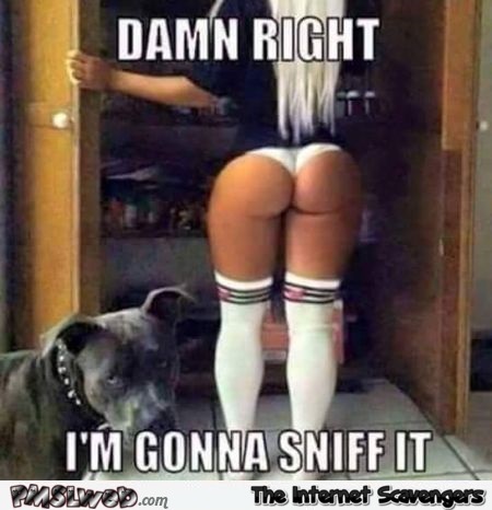 I'm gonna sniff it funny dog meme @PMSLweb.com