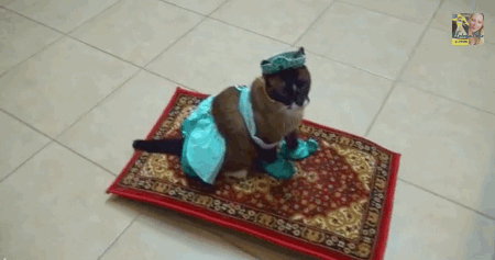 Funny princess cat on flying carpet gif - Amusing picture collection @PMSLweb.com