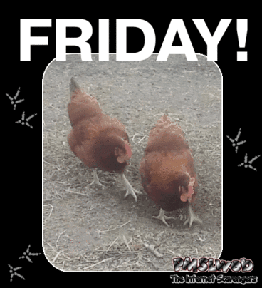 Funny Friday dancing chicken gif @PMSLweb.com