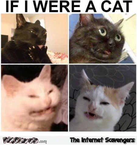 If I were a cat funny meme - Monday LOLZ @PMSLweb.com