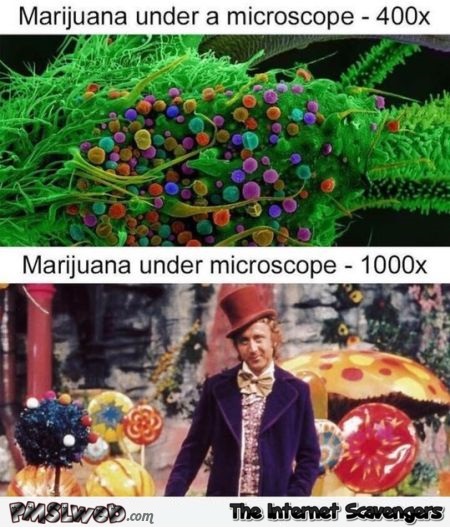Marijuana under Microscope funny meme @PMSLweb.com
