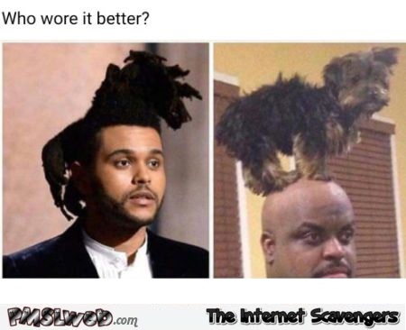 Who wore it better dog on head meme @PMSLweb.com