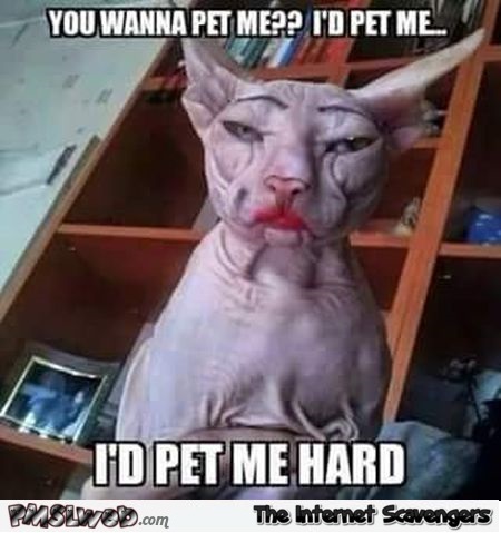 I'd pet me hard funny cat meme @PMSLweb.com