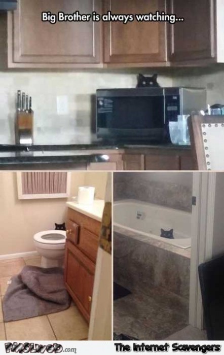 Big brother is always watching funny cat meme