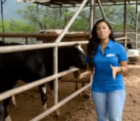 Cow licks reporter's boob funny gif - Funny Wednesday madness @PMSLweb.com