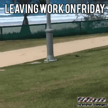 Leaving work on Friday funny dog gif