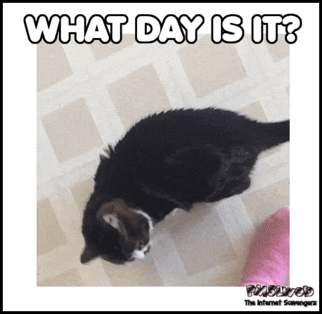 What day is it funny Monday gif - Funny Monday balderdash @PMSLweb.com
