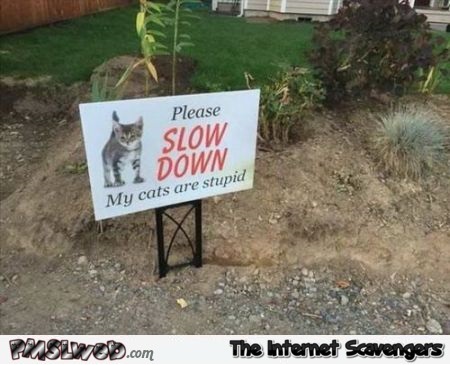 Slow down my cats are stupid funny sign - Lighthearted Monday nonsense @PMSLweb.com